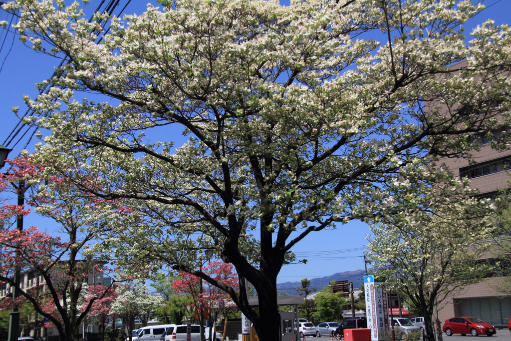 　　花水木が見頃に_f0129465_5372068.jpg