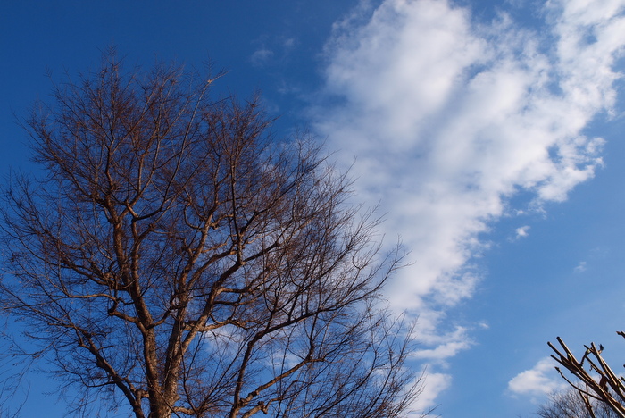 山茱萸 No.2_e0248566_22575298.jpg