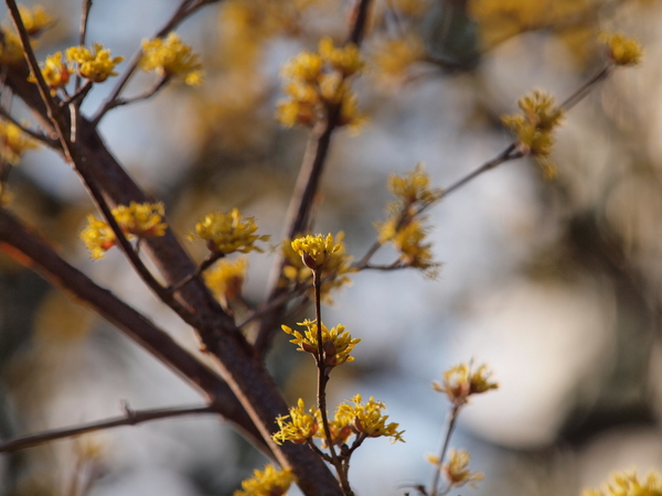 山茱萸 No.2_e0248566_22582463.jpg