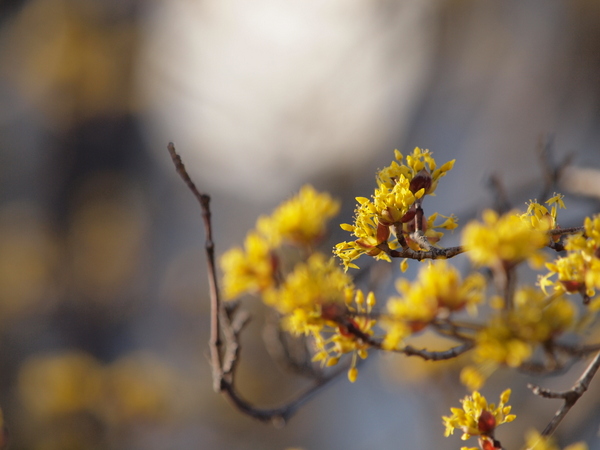 山茱萸 No.2_e0248566_22583384.jpg