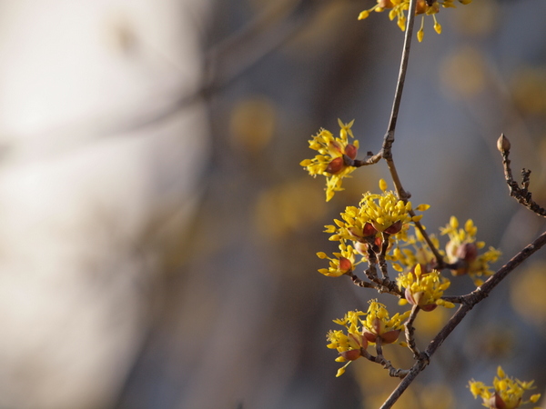 山茱萸 No.2_e0248566_2258471.jpg