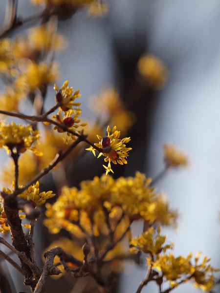 山茱萸 No.2_e0248566_2258735.jpg