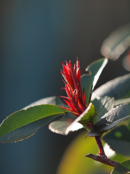 山茱萸 No.2_e0248566_22594737.jpg