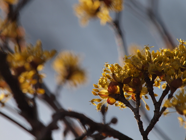 山茱萸 No.2_e0248566_2259855.jpg