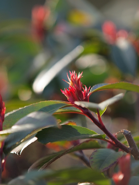 山茱萸 No.2_e0248566_2302717.jpg