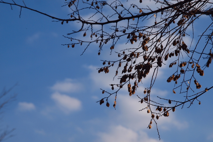 山茱萸 No.2_e0248566_2314260.jpg