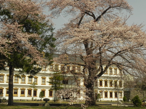 明治百年通りの桜満開！_f0079071_16411225.jpg