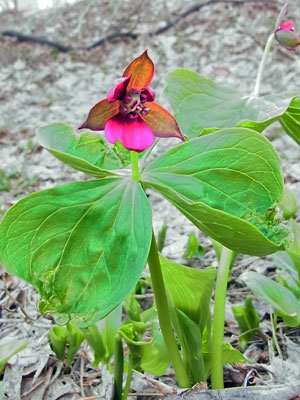 クラーク博士の植物標本_f0083977_718127.jpg