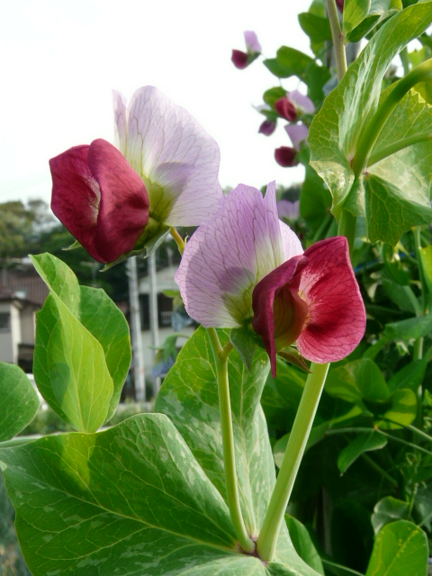 サヤエンドウ のん木草 みどり見て歩き