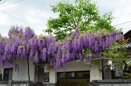 泉南市信達 梶本さんの野田藤 Yukoの花散歩 泉南市信達 梶本さんの野田藤 Yukoの花散歩