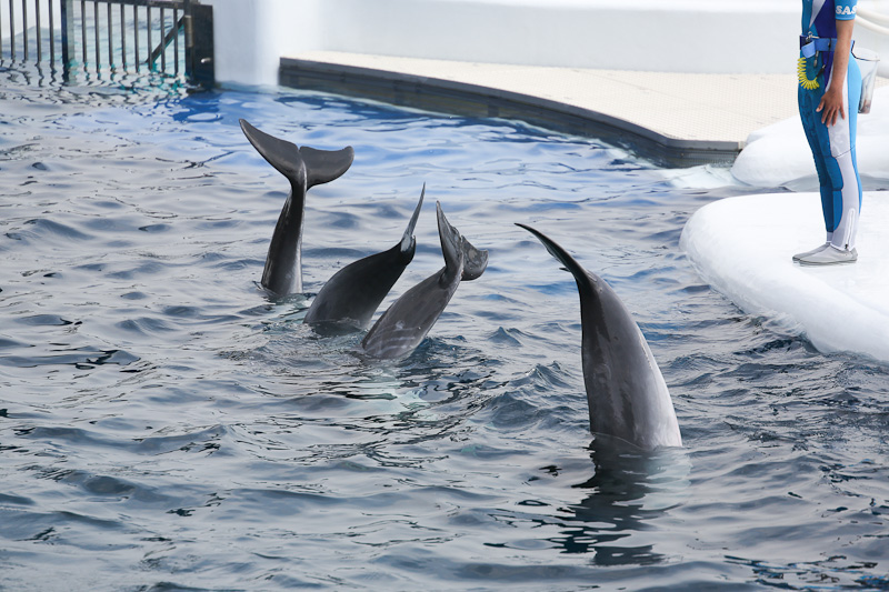 京都水族館　イルカショー_f0224083_2023474.jpg