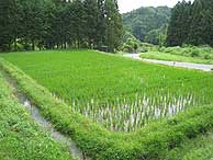 6月25日の田んぼ(月光原小・西根小)_d0247484_2045269.jpg