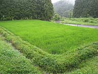 7月9日の田んぼ(月光原小・西根小)_d0247484_20525099.jpg