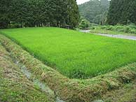7月23日の田んぼ(月光原小・西根小)_d0247484_210896.jpg