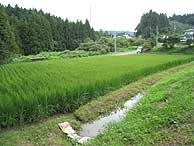 8月13日の田んぼ(月光原小・西根小)_d0247484_21124549.jpg