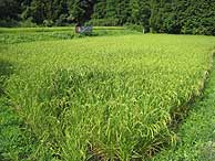 8月26日の田んぼ(月光原小・西根小)_d0247484_2118488.jpg