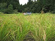 9月10日の田んぼ(月光原小・西根小)_d0247484_21292293.jpg