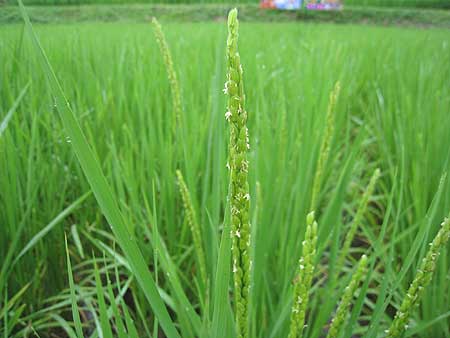 8月6日の田んぼ(月光原小・西根小)_d0247484_2185329.jpg