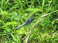 7月8日の田んぼ(月光原小・西根小)_d0247484_237381.jpg
