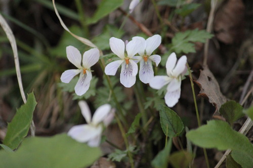 竜王山に春の花を求めて_d0160788_2038451.jpg