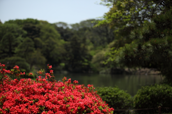 「　六義の初夏へ　」　東京駒込　六義園　薫風2012　part1_f0164989_2334312.jpg