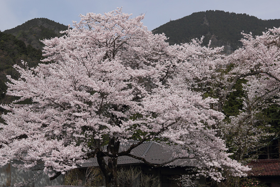 12.04.15：桜旅・霞間ヶ渓から谷汲へ６_c0007190_1883712.jpg