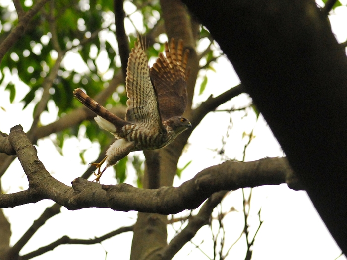 今日もツミ浸り/Japanese Sparrowhawk_a0223993_0314579.jpg