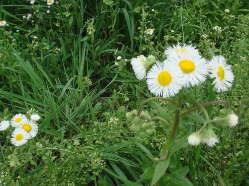 田んぼのあぜ道は花ざかり。麦の穂もでたよ！！_e0258493_17352635.jpg