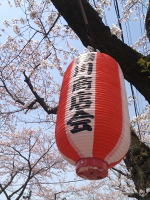 芽吹き その２_a0134394_11525791.jpg