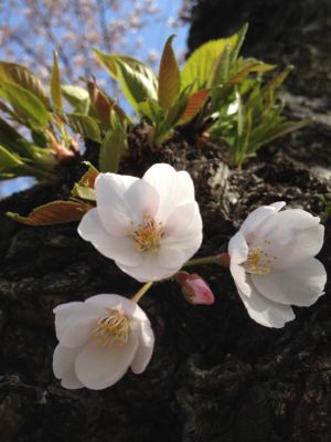 芽吹き_a0134394_81239.jpg