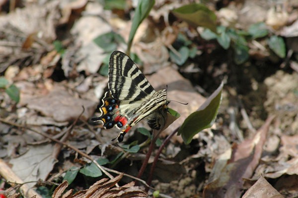 新潟県のギフチョウ（２０１２年４月２９日）_c0049095_1332983.jpg