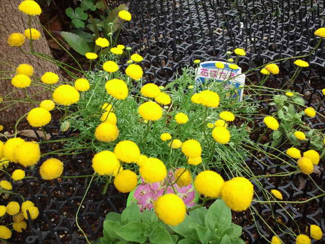 花ホタル 虹色の翼 花ホタル 虹色の翼