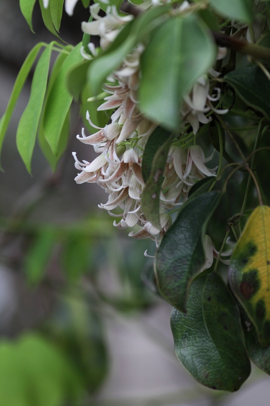 むべなるかな の花 ムベ そよ風のつぶやき