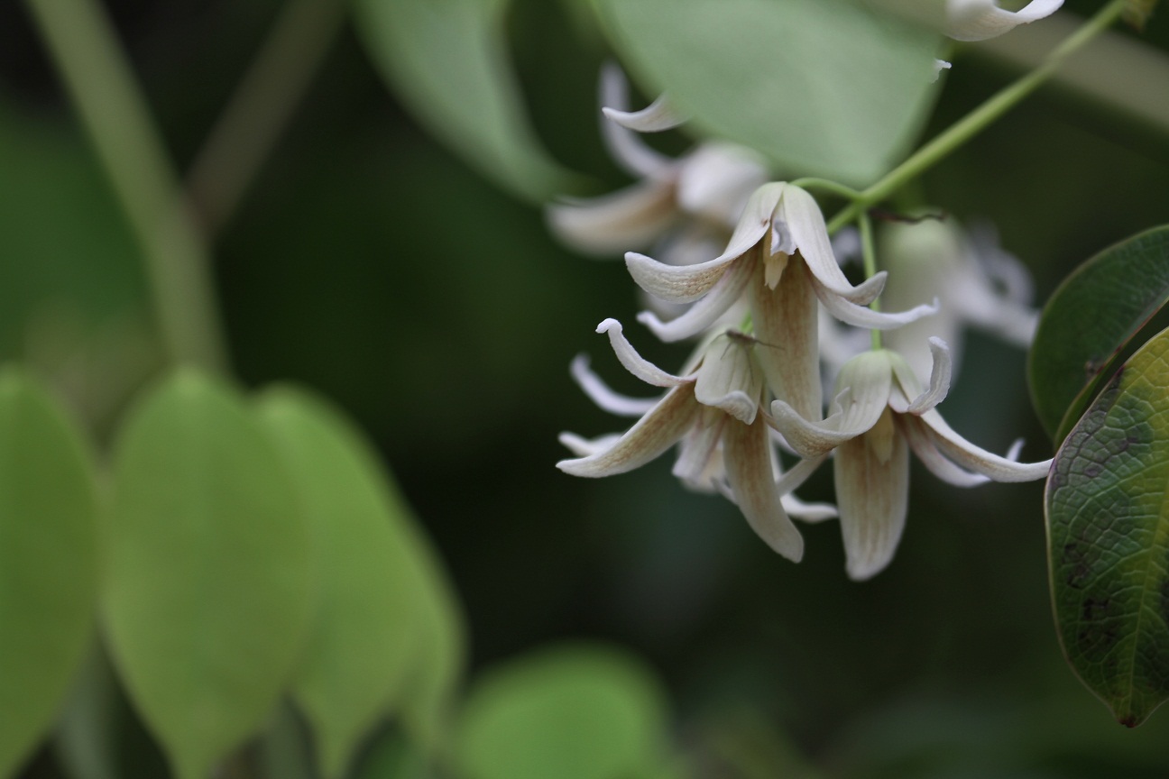 むべなるかな の花 ムベ そよ風のつぶやき
