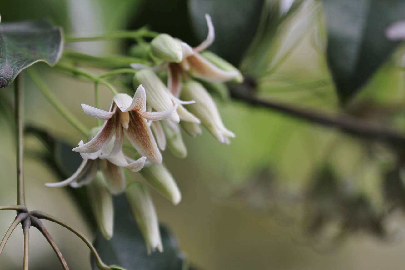 むべなるかな の花 ムベ そよ風のつぶやき