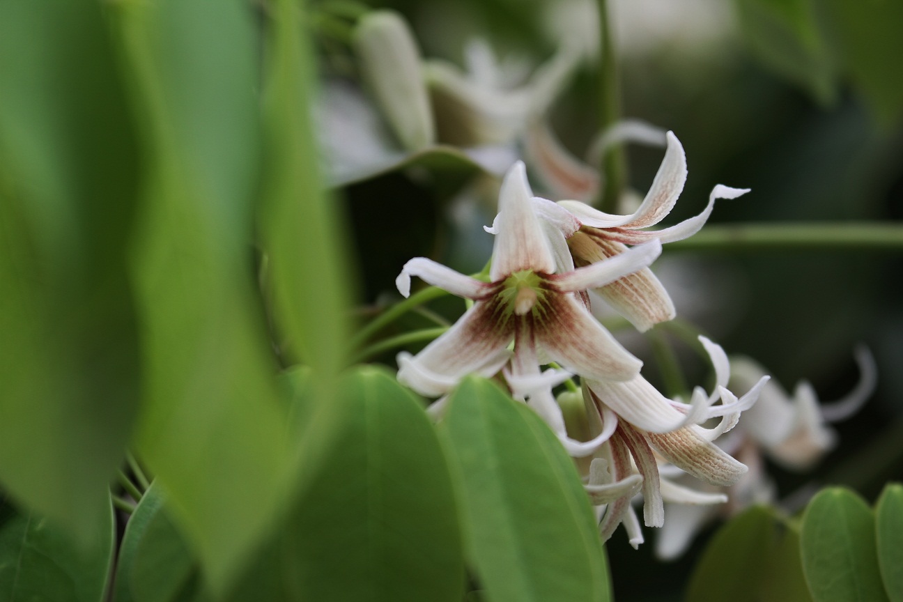 むべなるかな の花 ムベ そよ風のつぶやき