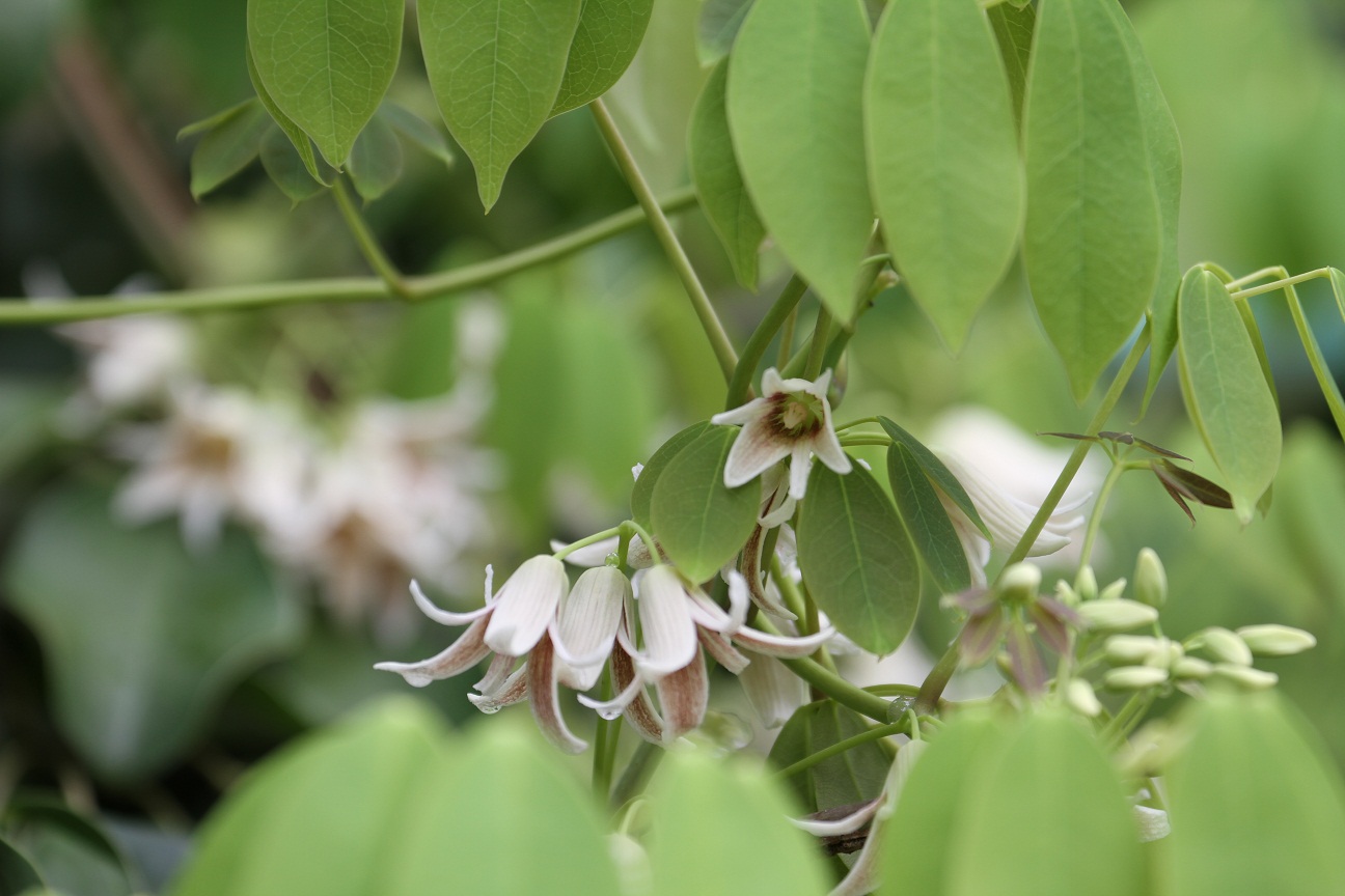 むべなるかな の花 ムベ そよ風のつぶやき