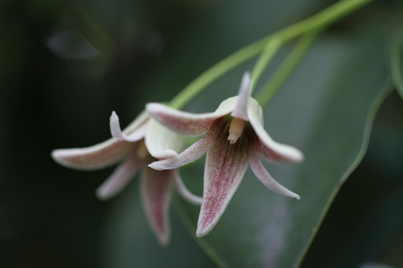 むべなるかな の花 ムベ そよ風のつぶやき