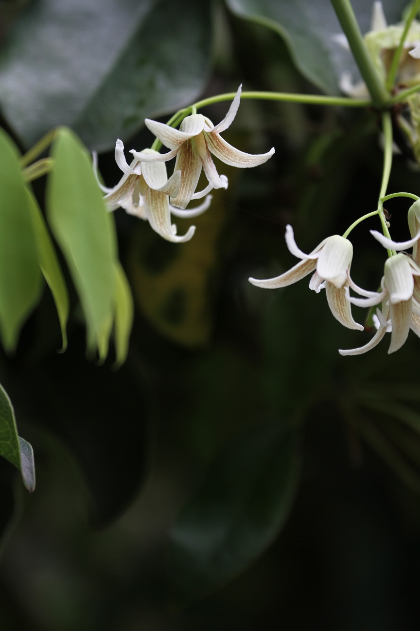 むべなるかな の花 ムベ そよ風のつぶやき