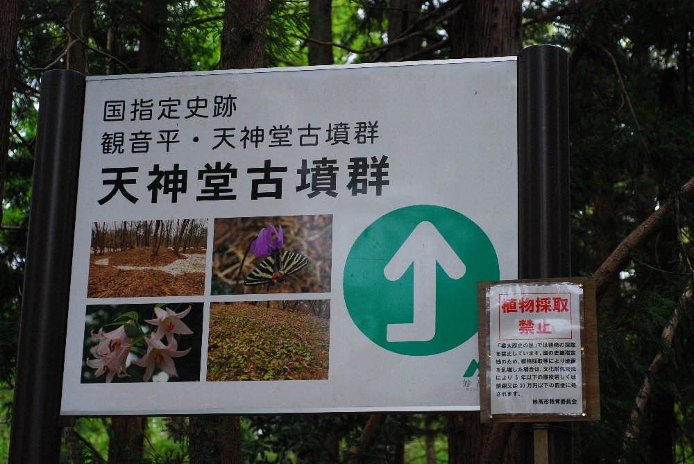 野山の花々ー2_e0087201_22521887.jpg