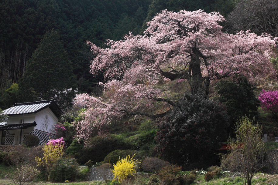 ～ 弾丸桜（後半） ～_e0056102_22255812.gif