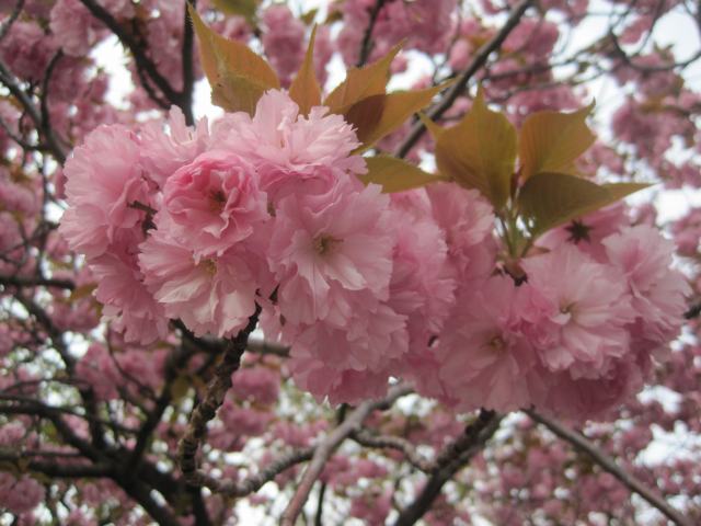 高田公園八重桜満開_b0163804_9224723.jpg