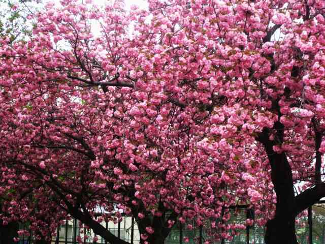 高田公園八重桜満開_b0163804_9232435.jpg