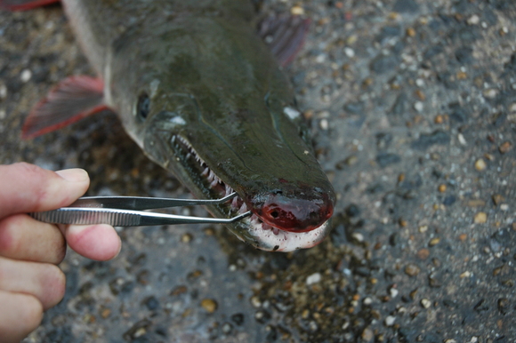 城北ワンド魚類調査にてアリゲーターガーが捕獲されました！_a0263106_17323376.jpg