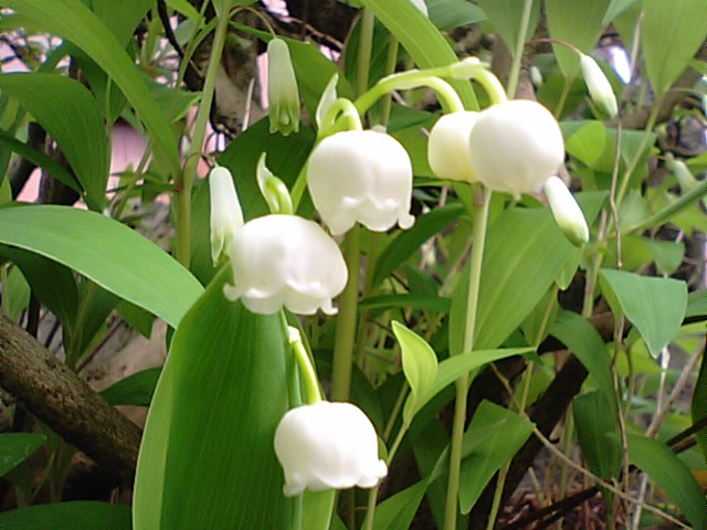 スズランとアマドコロの花が庭に咲いています 徳ちゃん便り スズランとアマドコロの花が庭に咲いています 徳ちゃん便り