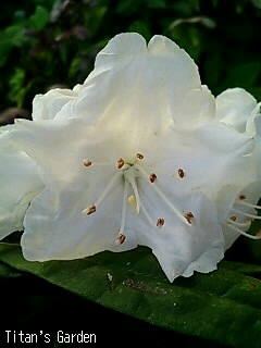 Rhododendron makinoi var. leucanthum forma. album_b0099813_054108.jpg