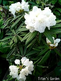 Rhododendron makinoi var. leucanthum forma. album_b0099813_054109.jpg