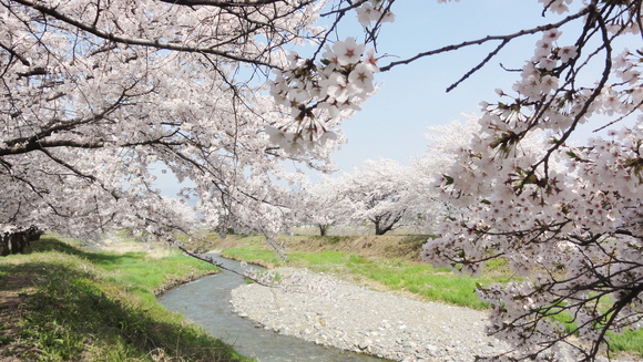 信州の桜ある風景－黒沢川の土手_f0233414_0182670.jpg