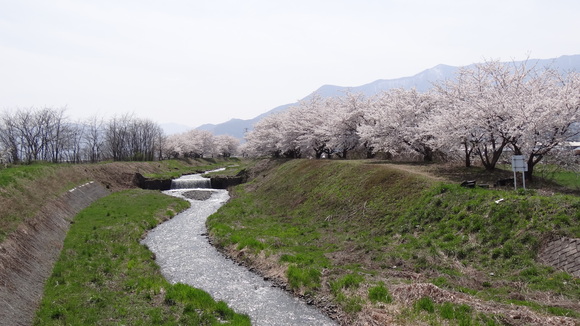 信州の桜ある風景－黒沢川の土手_f0233414_09464.jpg