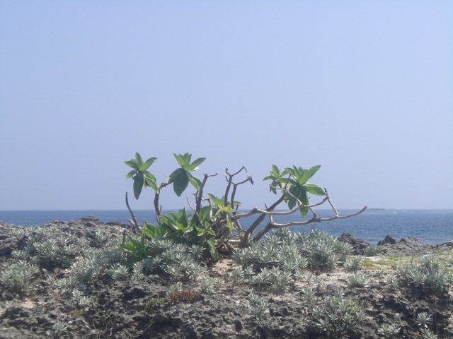 b0181015_159216.jpg